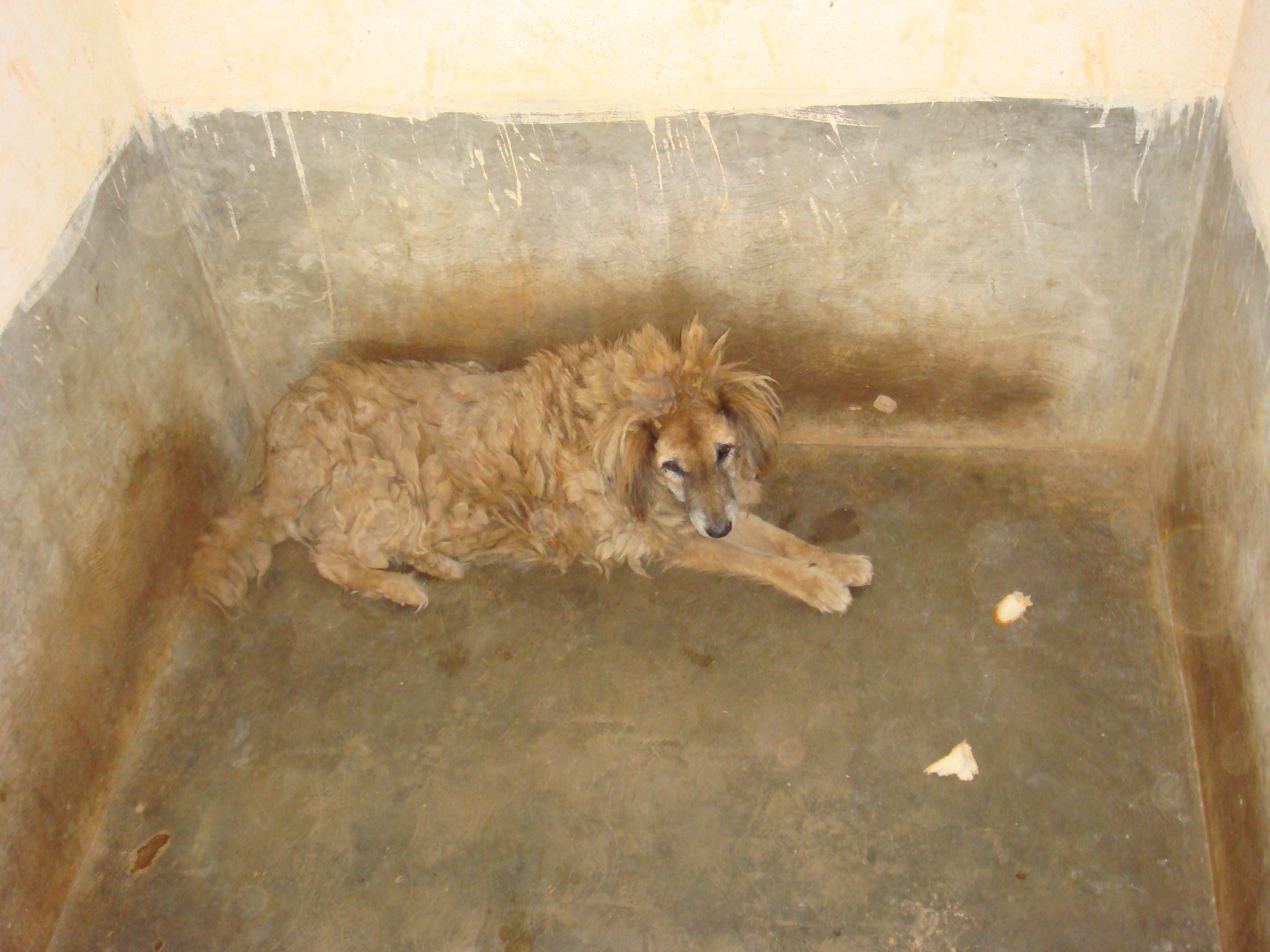 March 2016 – KRUPA–Animal Hospital and Shelter , Bangalore – NGO for  Treatment and Rehabilitation of Animals.