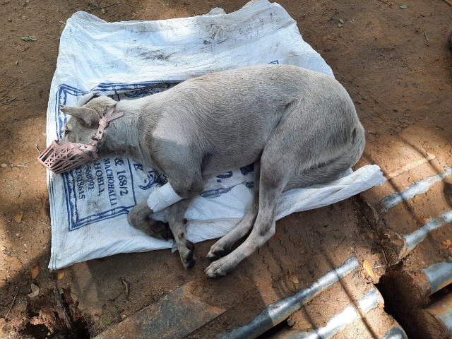 KRUPA–Animal Hospital and Shelter , Bangalore – NGO for Treatment and  Rehabilitation of Animals. – NGO for Treatment and Rehabilitation of Animals.  Our Website: 